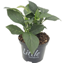 Little Hortensia plant in een zwarte kunststof pot met een laag mulch.