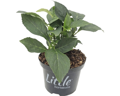Little Hortensia plant in een zwarte kunststof pot met een laag mulch.