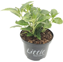 Kleine hortensia in een zwarte kunststof pot met mulch, met het opschrift Little Hortensia.