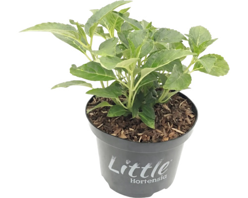 Kleine hortensia in een zwarte kunststof pot met mulch, met het opschrift Little Hortensia.