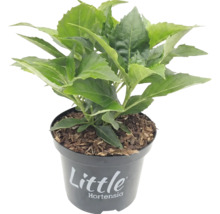 Kleine hortensia in pot met boomschors, merk Little Hortensia.