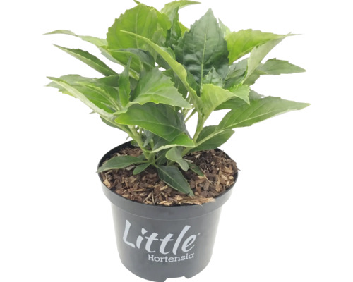 Kleine hortensia in pot met boomschors, merk Little Hortensia. Kleine hortensia in pot met boomschors, merk Little Hortensia.