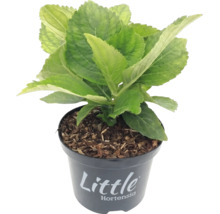 Kleine hortensia met groene bladeren in een zwarte kunststof pot, Little Hortensia Logo.