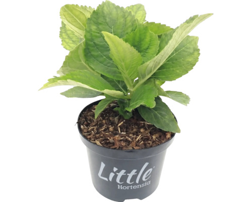 Kleine hortensia met groene bladeren in een zwarte kunststof pot, Little Hortensia Logo.