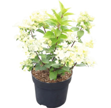Pluimhortensia Hydrangea paniculata met crèmewitte bloemen in een donkere bloempot.