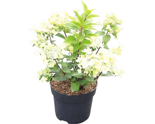 Pluimhortensia Hydrangea paniculata met crèmewitte bloemen in een donkere bloempot.