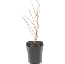 Jonge plant zonder bladeren in een zwarte kunststof pot met aarde.
