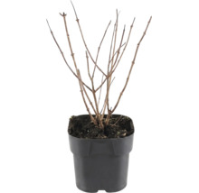 Jonge plant in een plastic kweekpot met meerdere bladloze takken en aarde.