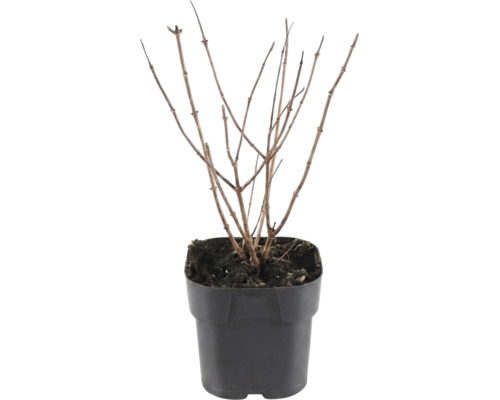 Jonge plant in een plastic kweekpot met meerdere bladloze takken en aarde.