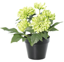Kunst dahlia met groene bloemen in een zwarte pot.