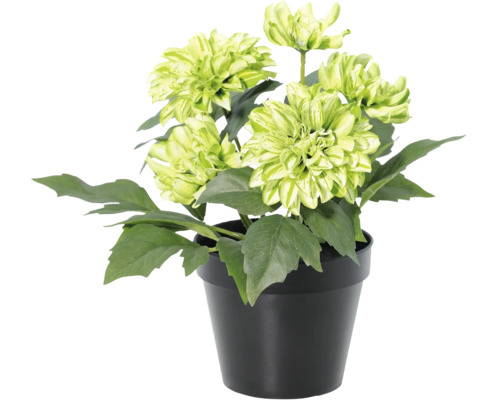 Kunst dahlia met groene bloemen in een zwarte pot.