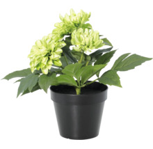 Kunstmatige dahlia in zwarte pot met lichtgroene bloemen.