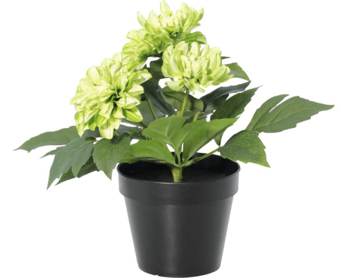 Kunstmatige dahlia in zwarte pot met lichtgroene bloemen.