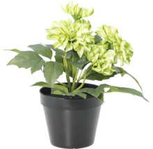 Kunstmatige dahlia in zwarte pot met groene bloemen en bladeren.