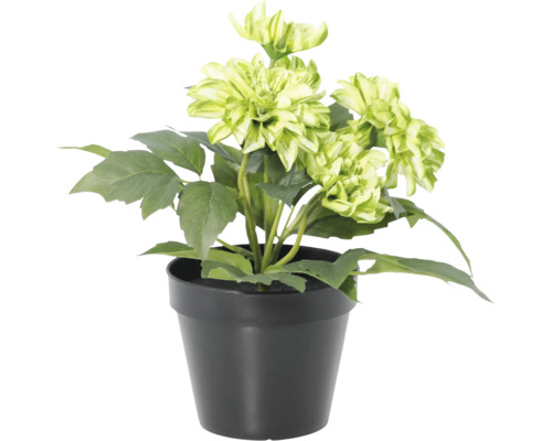Kunstmatige dahlia in zwarte pot met groene bloemen en bladeren.