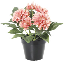 Kunstmatige dahlia met zalmkleurige bloemen en groene bladeren in een zwarte kunststof pot.