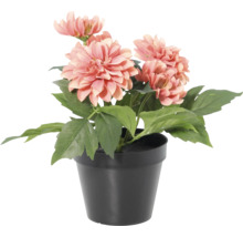 Kunstmatige dahlia in zwarte kunststof pot met zalmkleurige bloemen en groene bladeren.