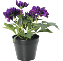 Kunstmatige dahlia in zwarte kunststof pot met paarse bloemen en groene bladeren voor binnenshuis.