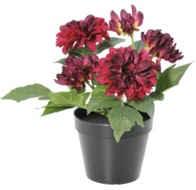 Kunstmatige dahlia in zwarte kunststof pot met donkerrode bloemen en groene bladeren.