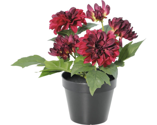 Kunstmatige dahlia in zwarte kunststof pot met donkerrode bloemen en groene bladeren.