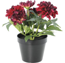 Kunstmatige dahlia in zwarte pot met donkerrode bloemen.