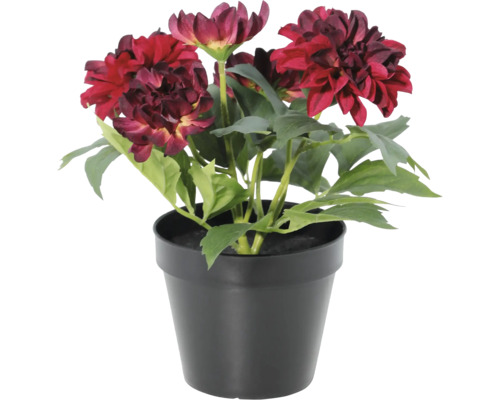 Kunstmatige dahlia in zwarte pot met donkerrode bloemen.