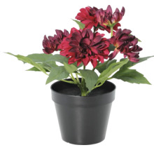 Kunstmatige dahlia in zwarte pot met donkerrode bloemen en groene bladeren.