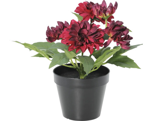 Kunstmatige dahlia in zwarte pot met donkerrode bloemen en groene bladeren.