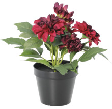Kunstmatige dahlia met rode bloemen in een zwarte pot.