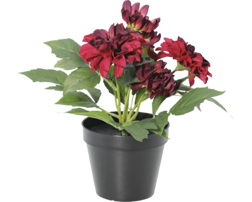 Kunstmatige dahlia met rode bloemen in een zwarte pot.