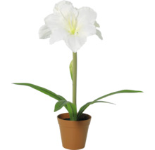 Amaryllis met witte bloem in plantpot.