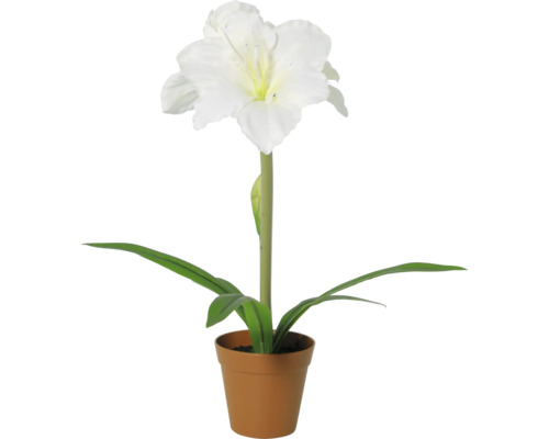 Amaryllis met witte bloem in plantpot.