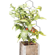 Tomatenplant met vruchten aan een zwart honingraatvormig klimrek in een vierkante houten plantenbak.