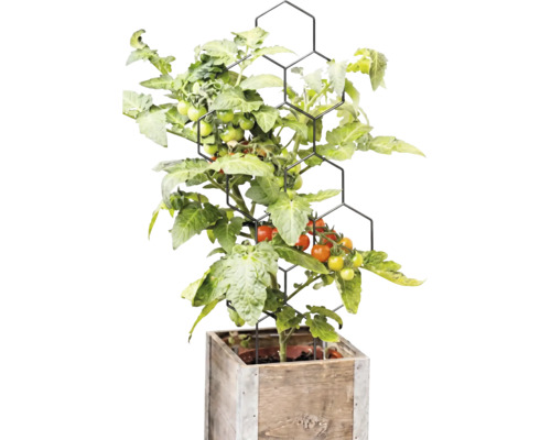 Tomatenplant met vruchten aan een zwart honingraatvormig klimrek in een vierkante houten plantenbak.