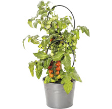 Tomatenplant met vruchten in metalen pot en met zwarte plantensteun