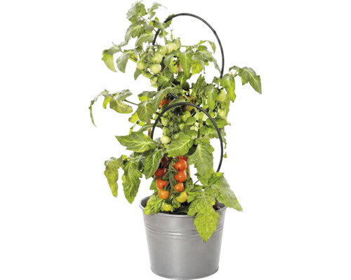 Tomatenplant met vruchten in metalen pot en met zwarte plantensteun