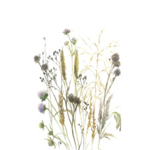 Aquarel-illustratie van weidebloemen en grassen zoals distels en korenaren.