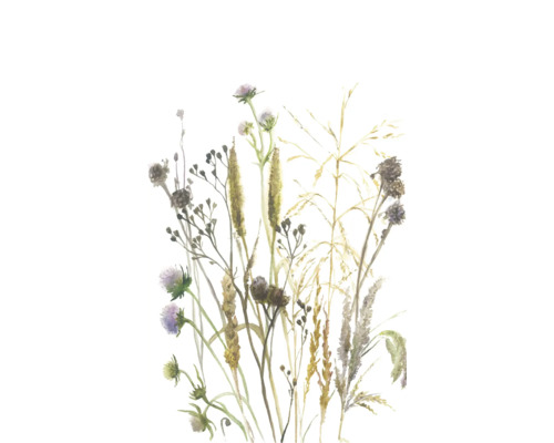 Aquarel-illustratie van weidebloemen en grassen zoals distels en korenaren.