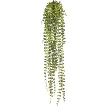 Kunstmatige hangplant Senecio met vele lange ranken en kleine, ovale bladeren.