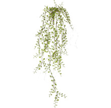 Kunsthangplant met lange, hangende ranken en kleine, ronde bladeren.