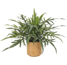 Kamerplant met lange groene bladeren in een lichtbruine gevlochten bloempot.