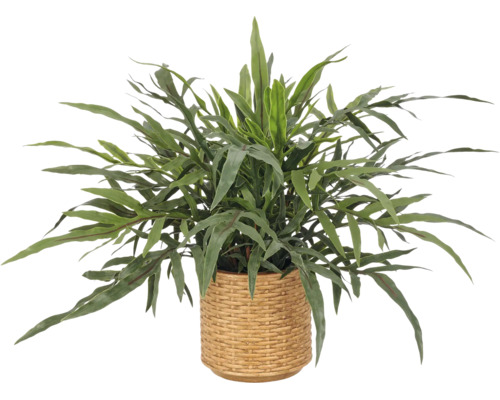 Kamerplant met lange groene bladeren in een lichtbruine gevlochten bloempot.