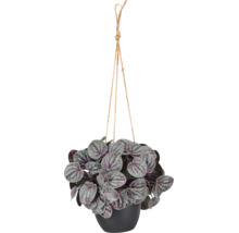 Peperomia in zwarte hangpot met jute touw