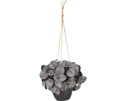 Peperomia in zwarte hangpot met jute touw