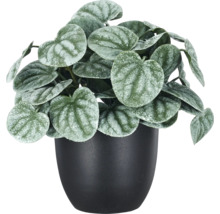 Kunstplant Peperomia in zwarte pot, hartvormige bladeren met zilvereffect.