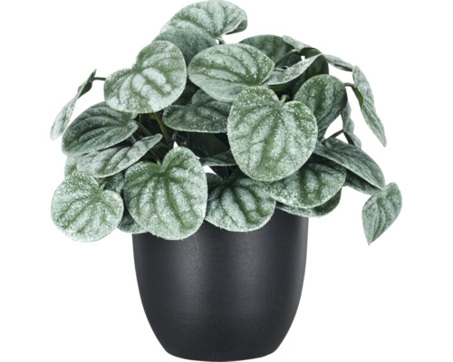 Kunstplant Peperomia in zwarte pot, hartvormige bladeren met zilvereffect.