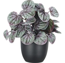 Peperomia caperata kamerplant met gestructureerde, zilverachtig donkere bladeren in een zwarte bloempot.
