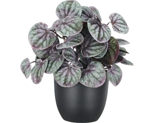 Peperomia caperata kamerplant met gestructureerde, zilverachtig donkere bladeren in een zwarte bloempot.