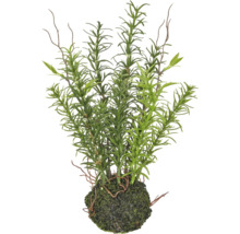 Kunstmatige rozemarijnplant in een mosbal voor interieurdecoratie.