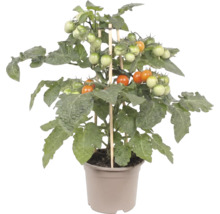 Compacte tomatenplant met rijpende kerstomaten en houten plantenstekers in een kunststof pot.